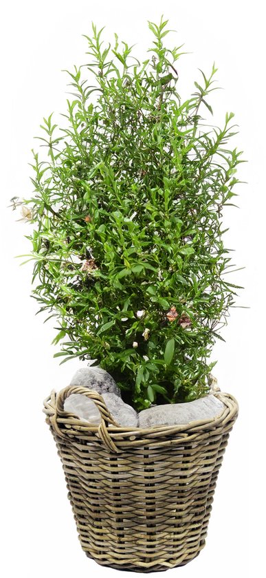 Rieten mand - Aardappelmand grijs- ↑ 23cm - Ø30cm
