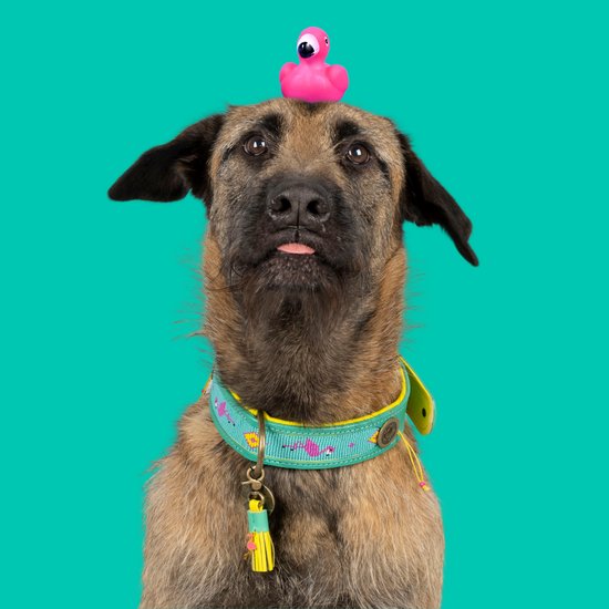 Grand chien avec un flamant rose sur la tête et un collier vert.
