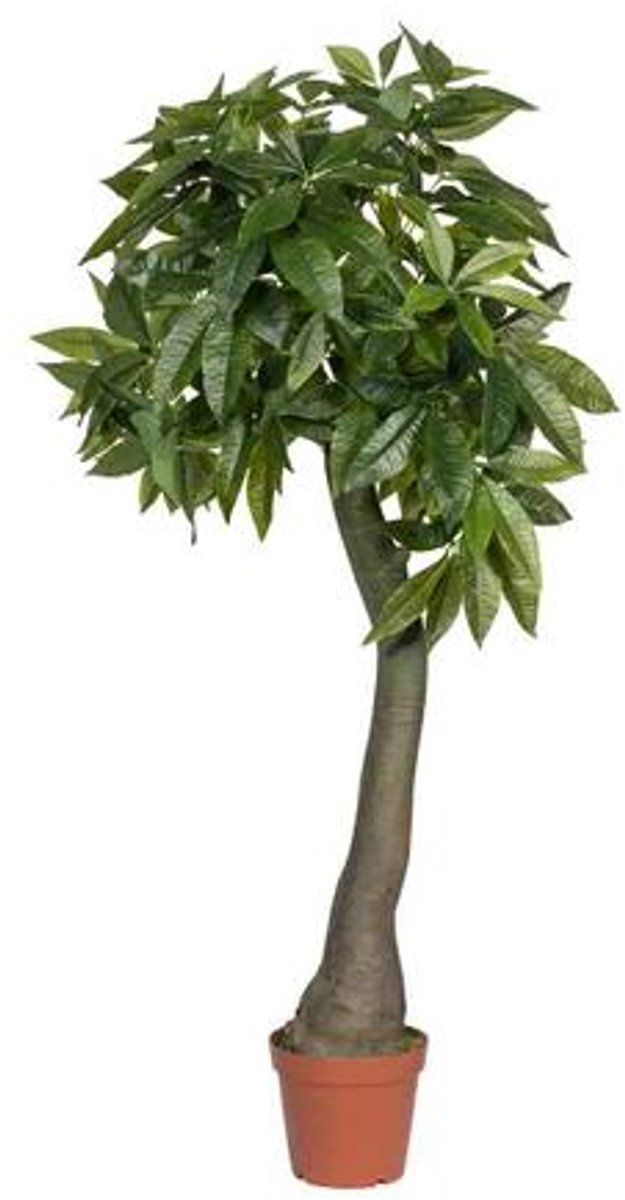 Pottery Pots Kunstplant - Pachira L - L50cm x W50cm x H170cm - Indoor - Green