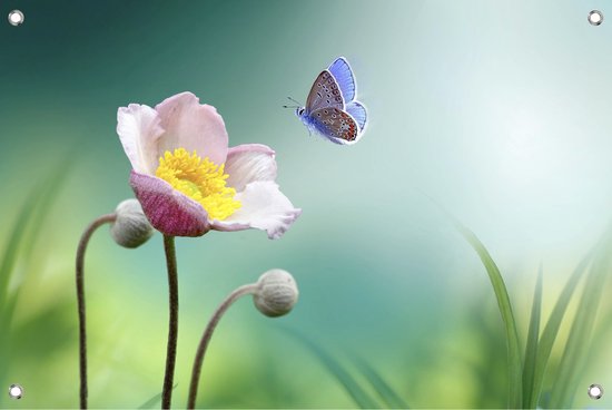 Tuinposter Vlinder bij Bloem – 120x80 cm – Lente- & Natuursfeer op Biosnyl Spandoek – Buitenposter met Ringen – VGD-sign