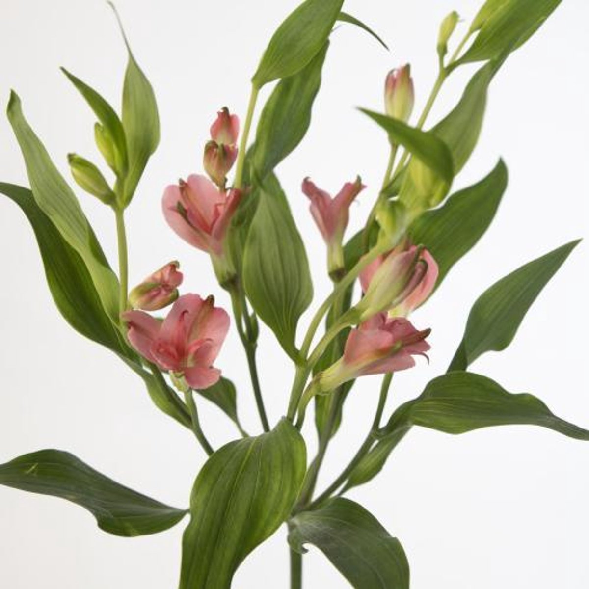 10x Alstroemeria charmelia apricot 70cm