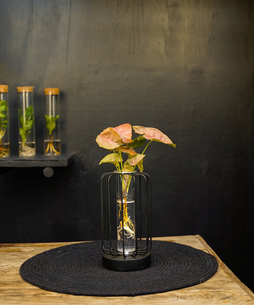 Turijn | lichtplantje | Hydroponie |Square|Syngonium Neon