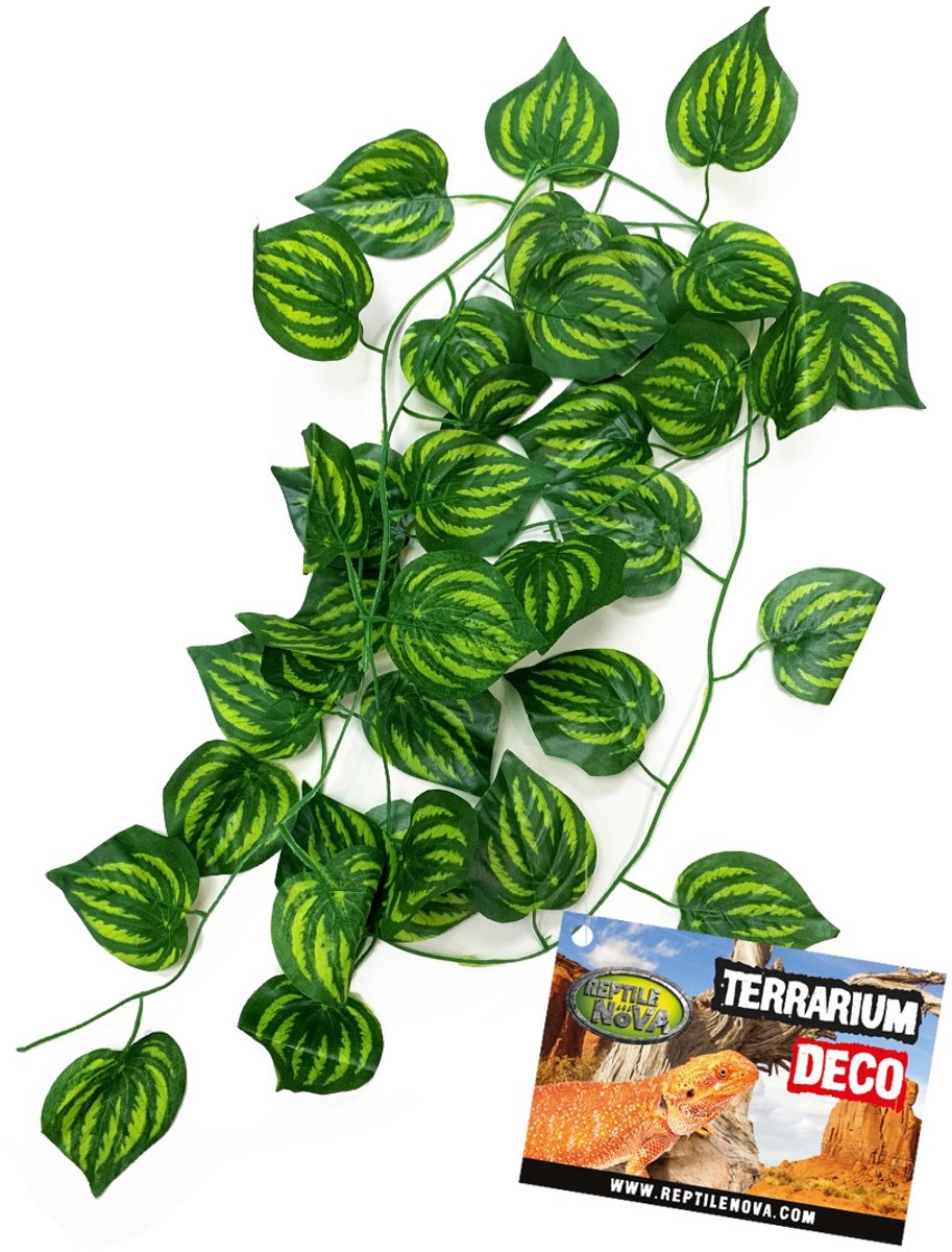 Terrarium - Hangplant 230 cm