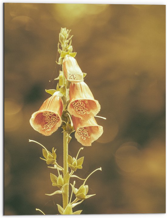 Dibond - Dromerige Digitalis laevigata Bloemen aan Plant - 60x80 cm Foto op Aluminium (Met Ophangsysteem)