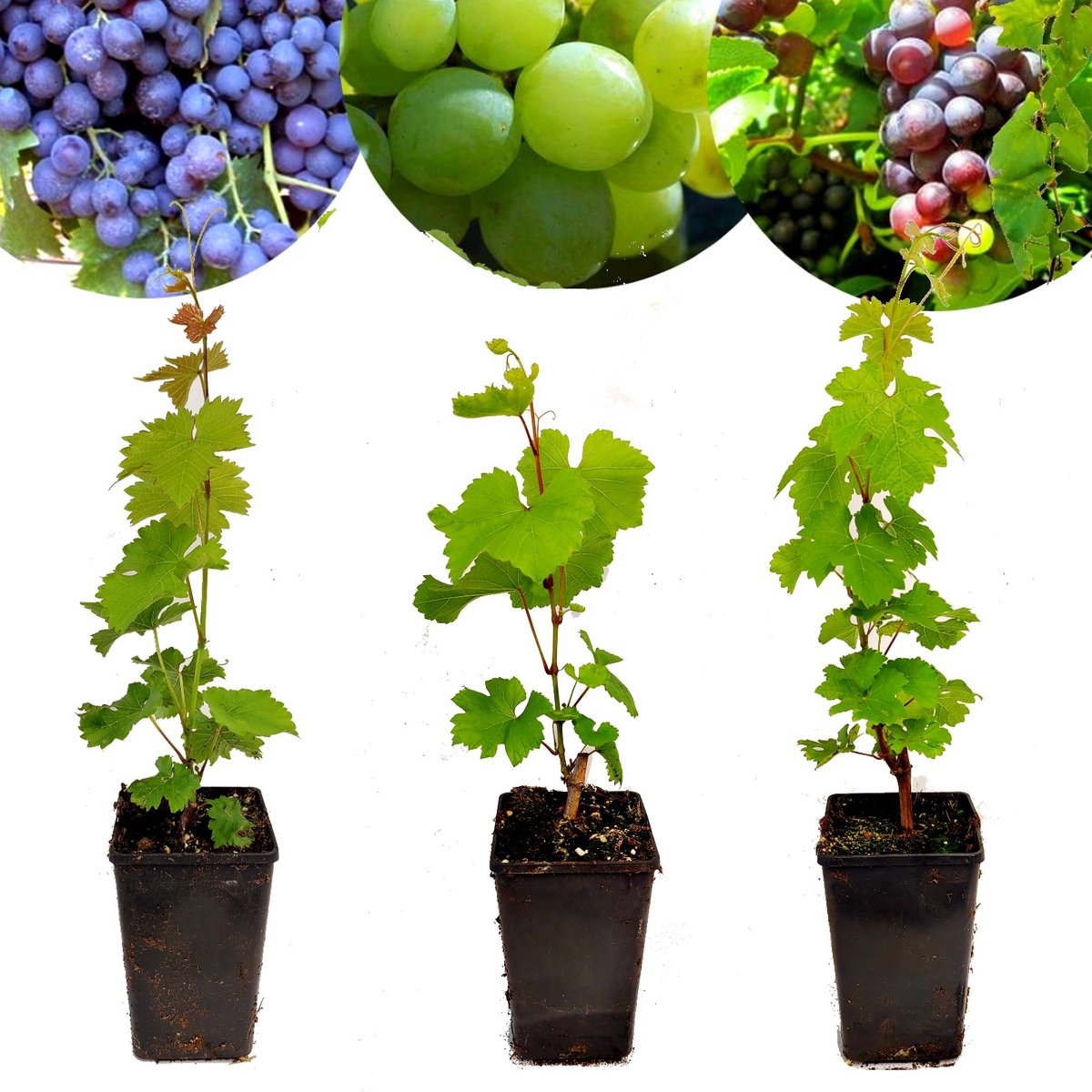 Set van 3 wijndruiven - 'Chardonnay', 'Merlot' en 'Sauvignon' - Hoogte 40cm - Vitis vinifera - Mix B