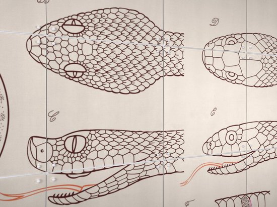 IXXI Serpent - Anatomie, Aster Edition - 100 x 140 cm - Gratis ophangtool - Grote wanddecoratie en posters - Technische Tekening, Illustraties, Line