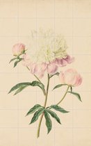 IXXI Pioenroos - Wanddecoratie - Bloemen en Planten - 100 x 160 cm