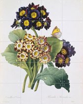 IXXI Primula Auricula - Wanddecoratie - 100 x 80 cm