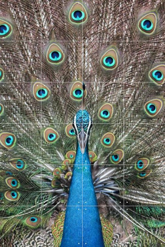 IXXI Peacock in India - Wanddecoratie - Dieren en insecten - 80 x 120 cm