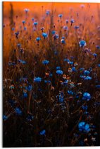Dibond - Landschap - Bloemen - Planten - Blauw - Natuur - 50x75 cm Foto op Aluminium (Wanddecoratie van metaal)