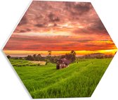 PVC Schuimplaat Hexagon - Zonsondergang bij de Thaise Rijstvelden - 40x34.8 cm Foto op Hexagon (Met Ophangsysteem)