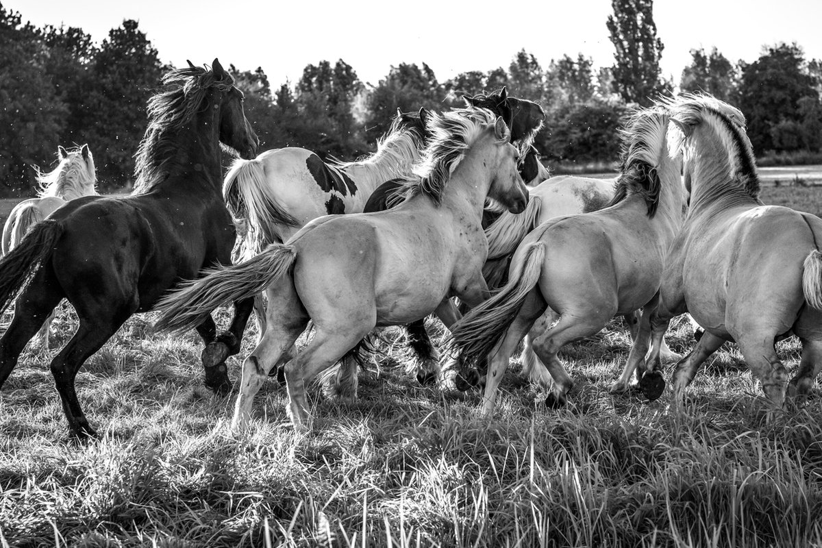 WyArt - Kunst aan de muur - dieren - horsepower - 600x600 - acrylaat - 4mm