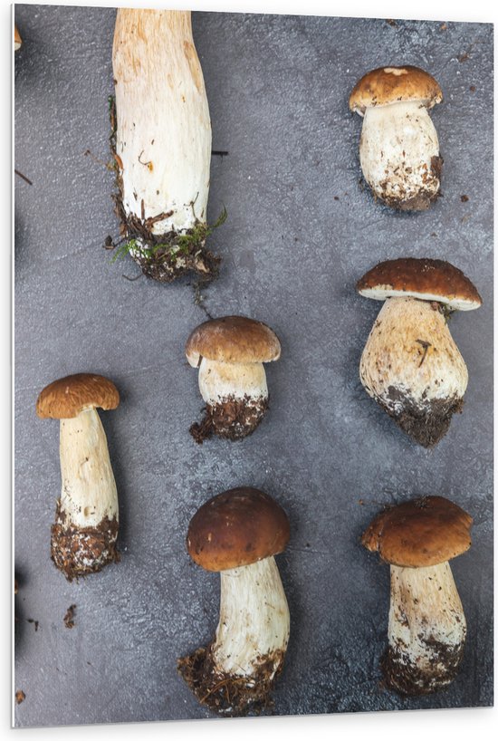 SWAWIS 50 stuks paddenstoelteeltzakken 25 x 50 cm plantenzak met filter, groeiaccessoires voor paddenstoelen
