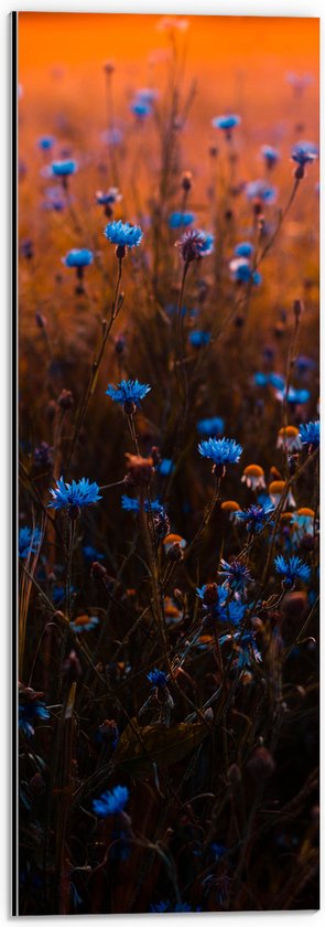 Dibond - Landschap - Bloemen - Planten - Blauw - Natuur - 20x60 cm Foto op Aluminium (Met Ophangsysteem)