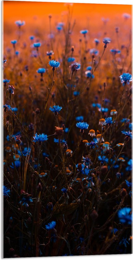 Acrylglas - Landschap - Bloemen - Planten - Blauw - Natuur - 50x100 cm Foto op Acrylglas (Wanddecoratie op Acrylaat)