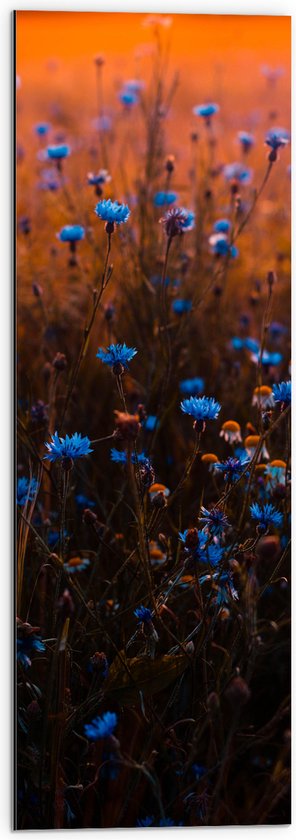 Dibond - Landschap - Bloemen - Planten - Blauw - Natuur - 30x90 cm Foto op Aluminium (Wanddecoratie van metaal)