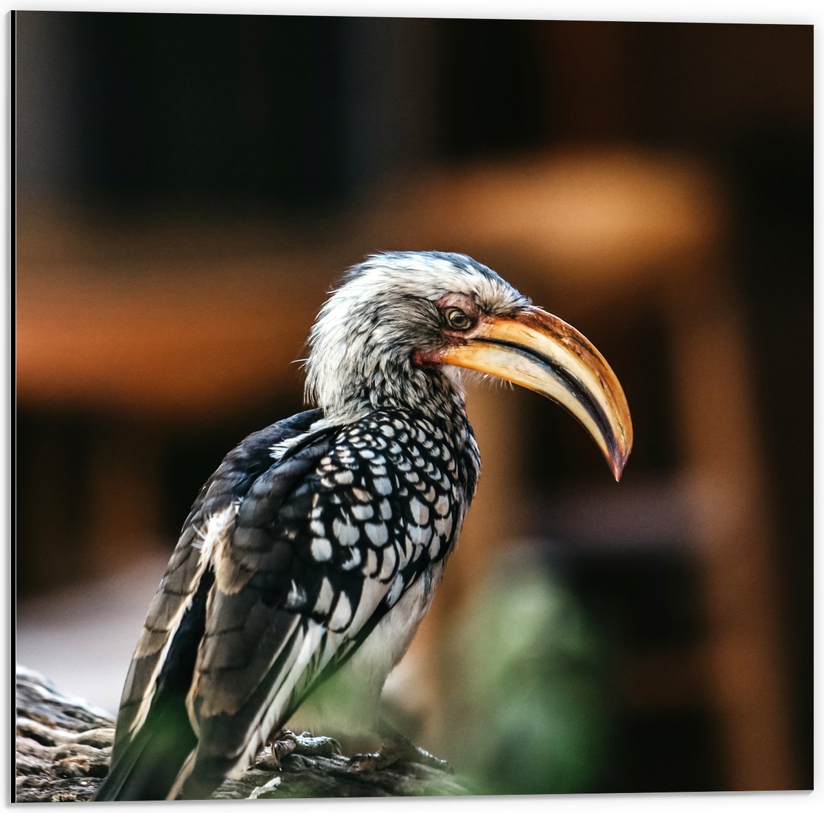 Dibond - Zuidelijke geelsnaveltok Vogel op Boomstam - 50x50 cm Foto op Aluminium (Met Opha
