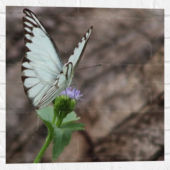 Muursticker - Vlinder met Blauwe Vleugels op Paarse Wilde Bloem - 50x50 cm Foto op Muursticker