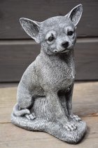 Chihuahua, image réaliste