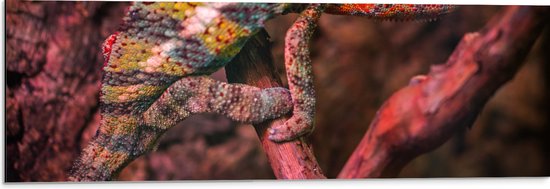 Dibond - Meerkleurige Kameleon op Smalle Bruine Tak - 90x30 cm Foto op Aluminium (Met Ophangsysteem)