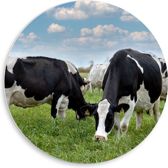 PVC Schuimplaat Muurcirkel - Kudde Koeien met Zwarte en Witte Vlekken - 50x50 cm Foto op Muurcirkel (met ophangsysteem)