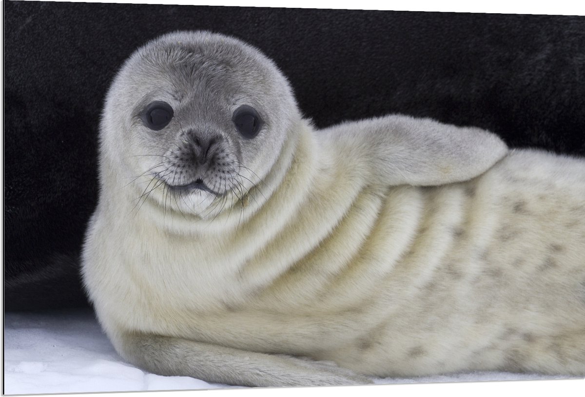 Dibond - Liggende Poserende Baby Zeehond - 120x80 cm Foto op Aluminium (Met Ophangsysteem)
