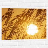 Muursticker - Opkomende Zon door de Hoge Grassen - 80x60 cm Foto op Muursticker