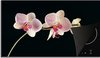 Roze - Orchidee