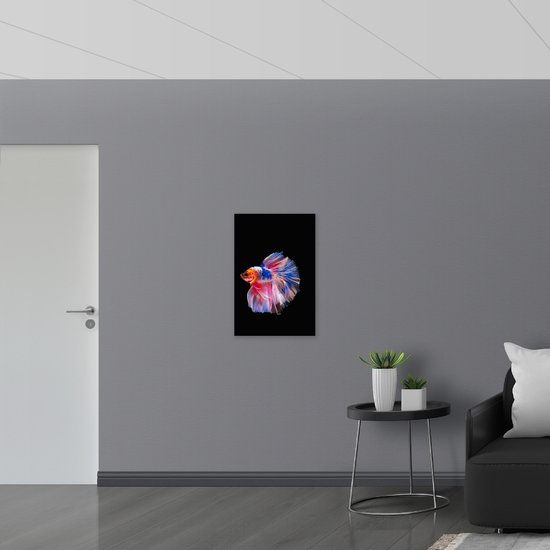 Acrylglas - Multikleurige Vis met Sierlijke Vinnen tegen Zwarte Achtergrond - 50x75 cm Foto op Acrylglas (Met Ophangsysteem)