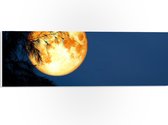 PVC Schuimplaat- Maan met Oranje Gloed achter Silhouet van Hoge Boom - 60x20 cm Foto op PVC Schuimplaat