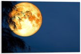 PVC Schuimplaat- Maan met Oranje Gloed achter Silhouet van Hoge Boom - 60x40 cm Foto op PVC Schuimplaat