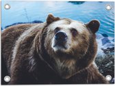 Tuinposter – Omhoogkijkende Grizzly Beer aan het Water - 40x30 cm Foto op Tuinposter (wanddecoratie voor buiten en binnen)