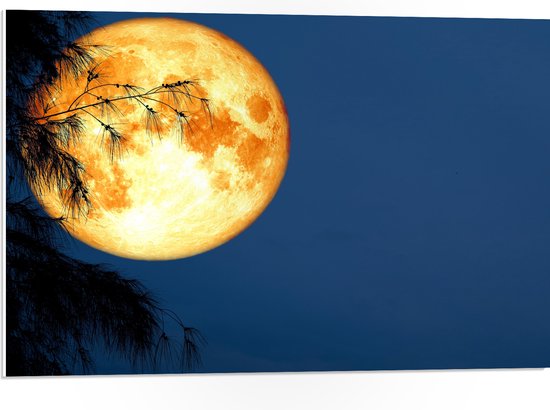 PVC Schuimplaat- Maan met Oranje Gloed achter Silhouet van Hoge Boom - 75x50 cm Foto op PVC Schuimplaat