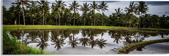 Acrylglas - Palmbomen langs Hoogstaand Water op Rijstvelden - 60x20 cm Foto op Acrylglas (Wanddecoratie op Acrylaat)