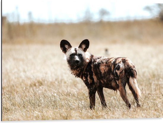 Dibond - Omkijkende Hyena in het Droge Grasveld - 80x60 cm Foto op Aluminium (Met Ophangsysteem)
