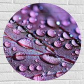 Muursticker Cirkel - Blad - Druppels - Paars - 70x70 cm Foto op Muursticker
