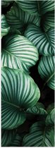Poster Glanzend – Bladeren - Plant - Natuur - Groen - 20x60 cm Foto op Posterpapier met Glanzende Afwerking