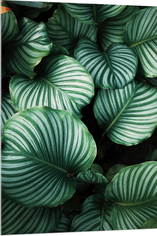 Acrylglas - Bladeren - Plant - Natuur - Groen - 80x120 cm Foto op Acrylglas (Wanddecoratie op Acrylaat)