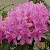 Rhododendron 'Roseum Elegance' - 40-50 cm