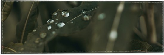 Vlag - Regendruppels Liggend op Smalle Donkergroene Bladeren - 60x20 cm Foto op Polyester Vlag