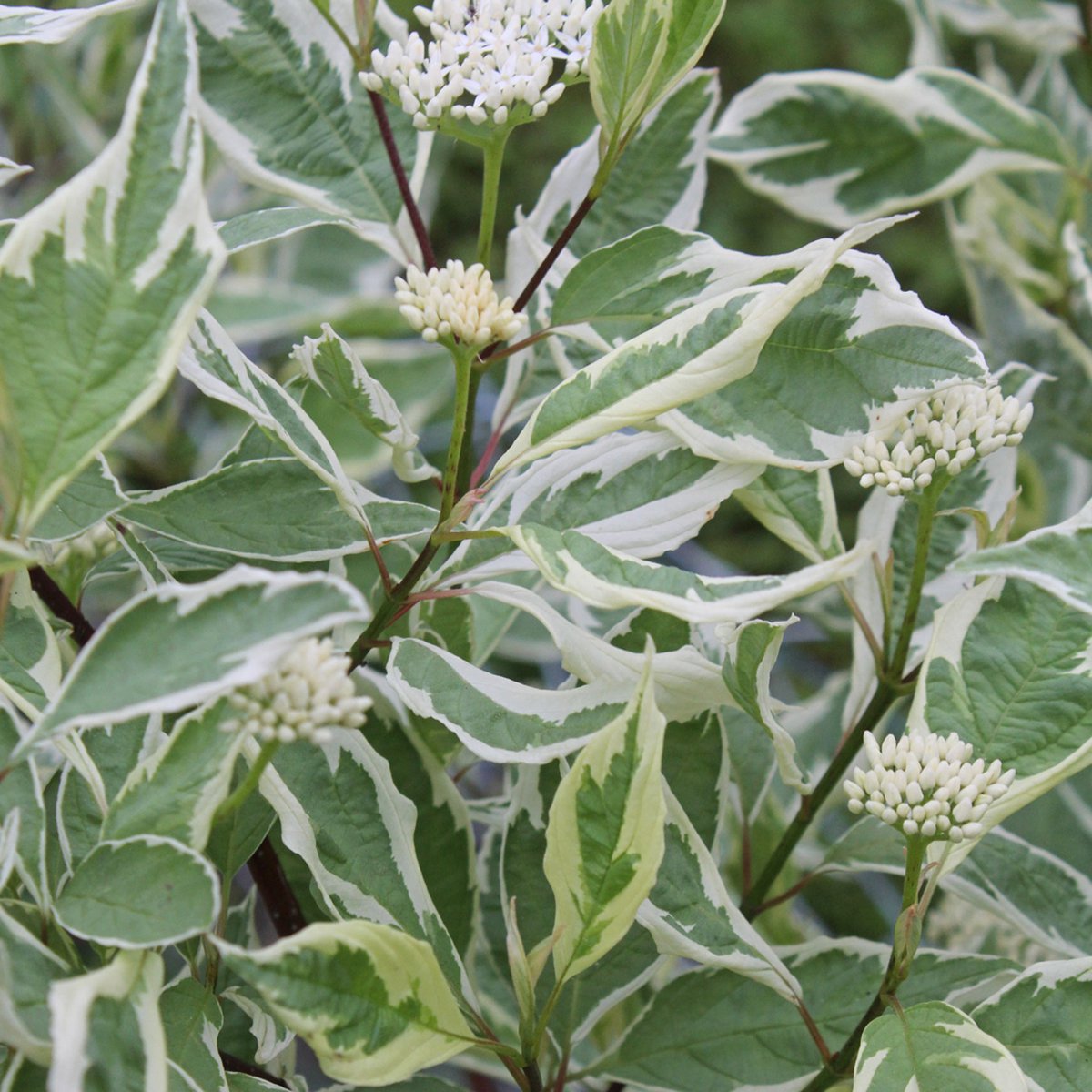 Witbonte Kornoelje - Cornus alba 'Elegantissima' 60-80 cm