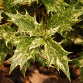 Schijnhulst - Osmanthus heterophyllus 40-60 cm