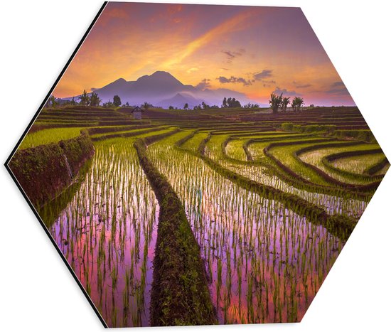 Dibond Hexagon - Hoogstaand Water op Thaise Rijstvelden tijdens Zonsondergang - 40x34.8 cm Foto op Hexagon (Met Ophangsysteem)