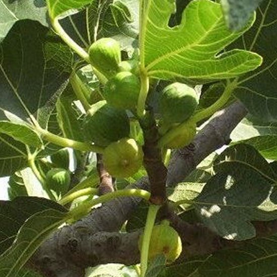 Vijg - Ficus carica 'Jordan' - 60-80 cm | bol.com