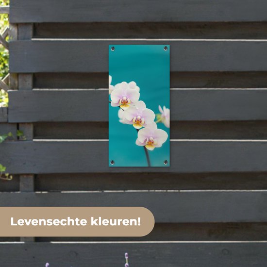 Poster de jardin Orchidée - Fleurs - Plante - Wit - Violet - 30x60 cm - Toile jardin - Poster extérieur