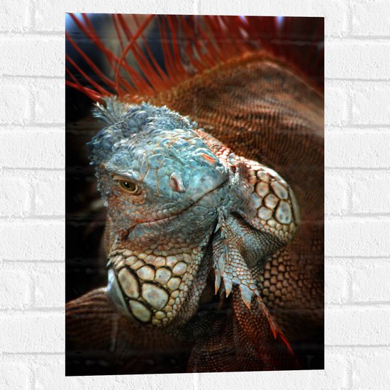 Muursticker - Close-up van Gezicht van Blauwe Iguana Reptiel - 40x60 cm Foto op Muursticker