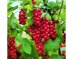 Rode trosbes / Rode aalbes / Jenever - Ribes rubrum ‘Jonkheer van Tets’ - Struik 30-50 cm