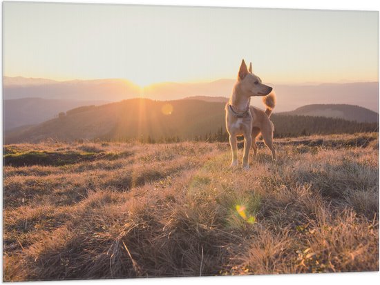 Vlag - Bruine Hond op de Top van de Berg bij Zonsondergang - 100x75 cm Foto op Polyester Vlag