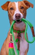 DWAM Dog Leash - Riem pour Chiens - Vert - L - Polyester - Cuir Handgemaakt - 155 x 1,4 cm