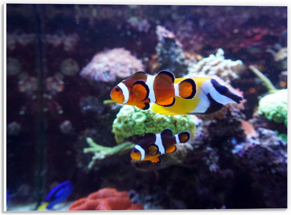 PVC Schuimplaat- Twee Anemoon Vissen Zwemmend door Aquarium - 40x30 cm Foto op PVC Schuimplaat